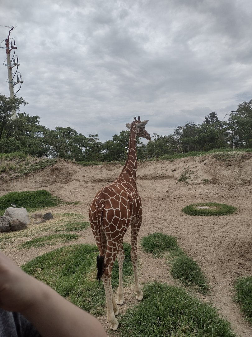 Female Reticulated Giraffe