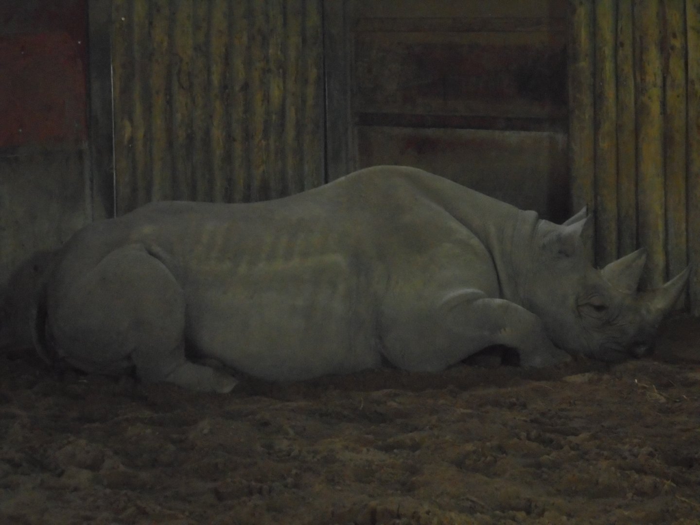 Female rhino in Tsavo house.