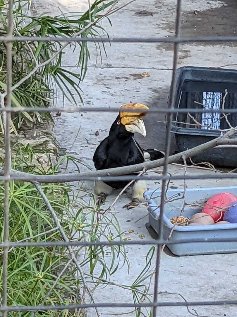 Female Rhinoceros Hornbill 02