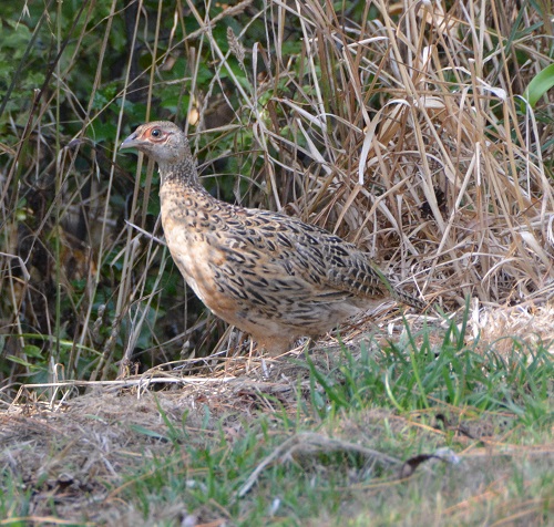 Female ring-necked pheasant  (Introduced)