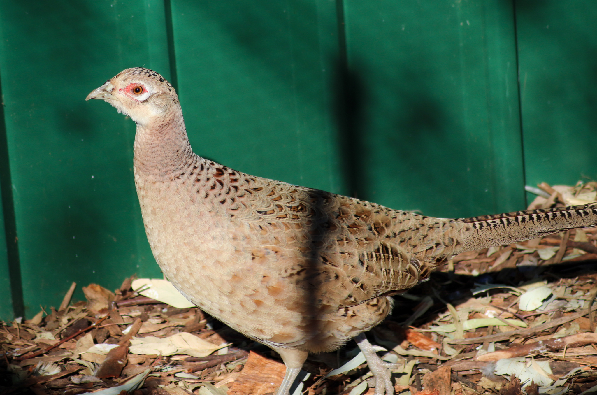 Female Ring-necked Pheasant (Phasianus colchicus)