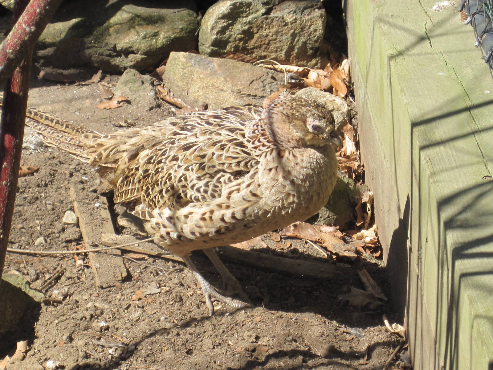 Female Ring-Necked Pheasant