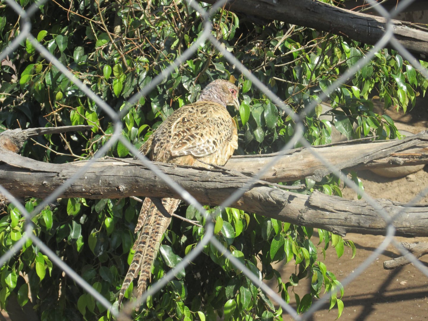 female ring necked pheasant