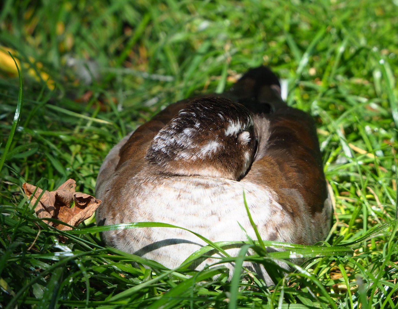 Female Ringed teal (Callonetta leucophrys), 2021-09-02