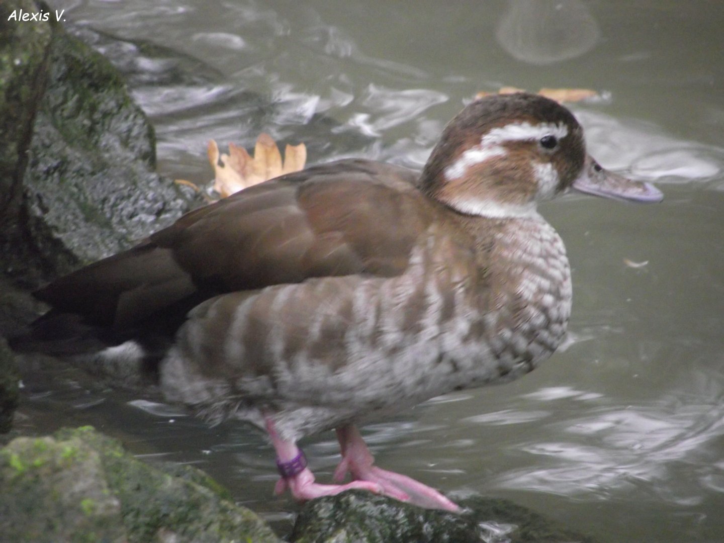 Female Ringed Teal - Zooparc de Beauval - 13/10/2024