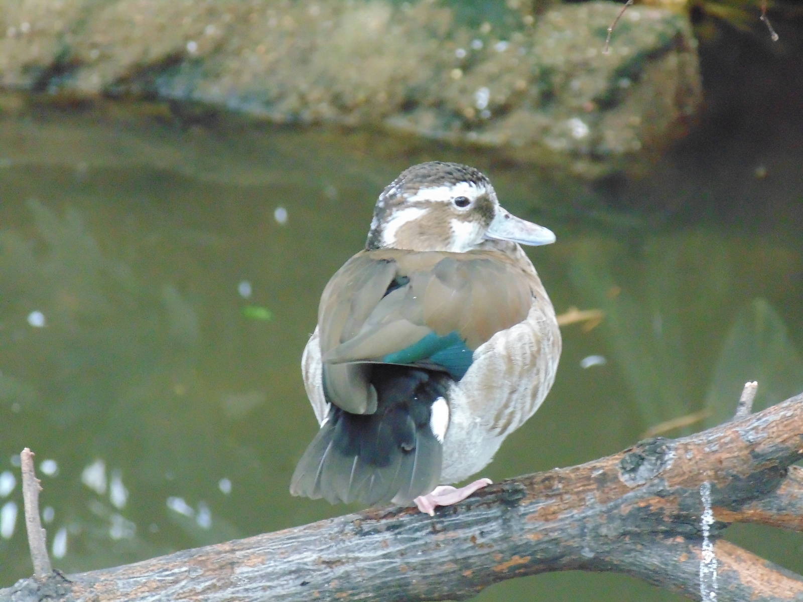 Female Ringed Teal