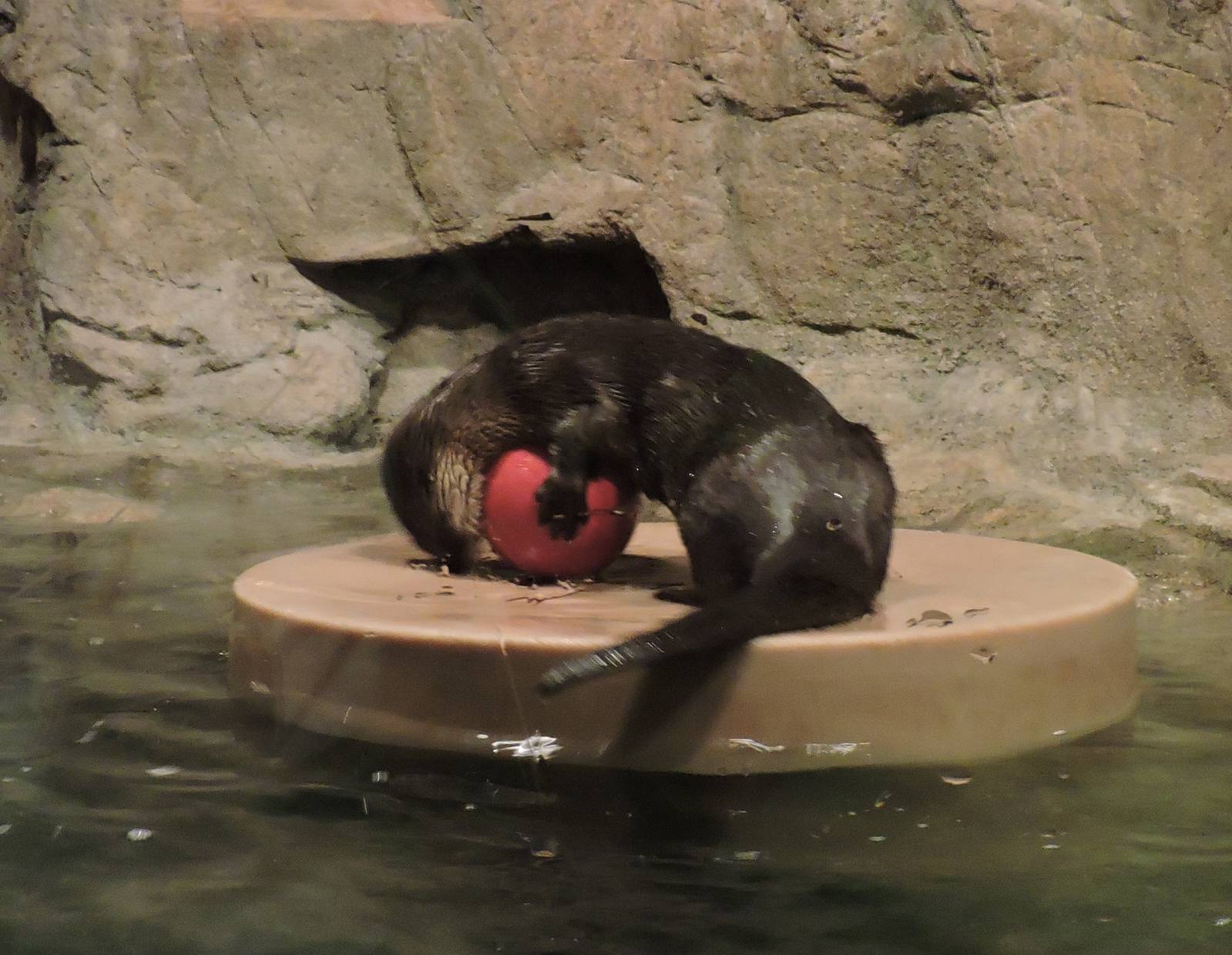 Female River Otter - Talise