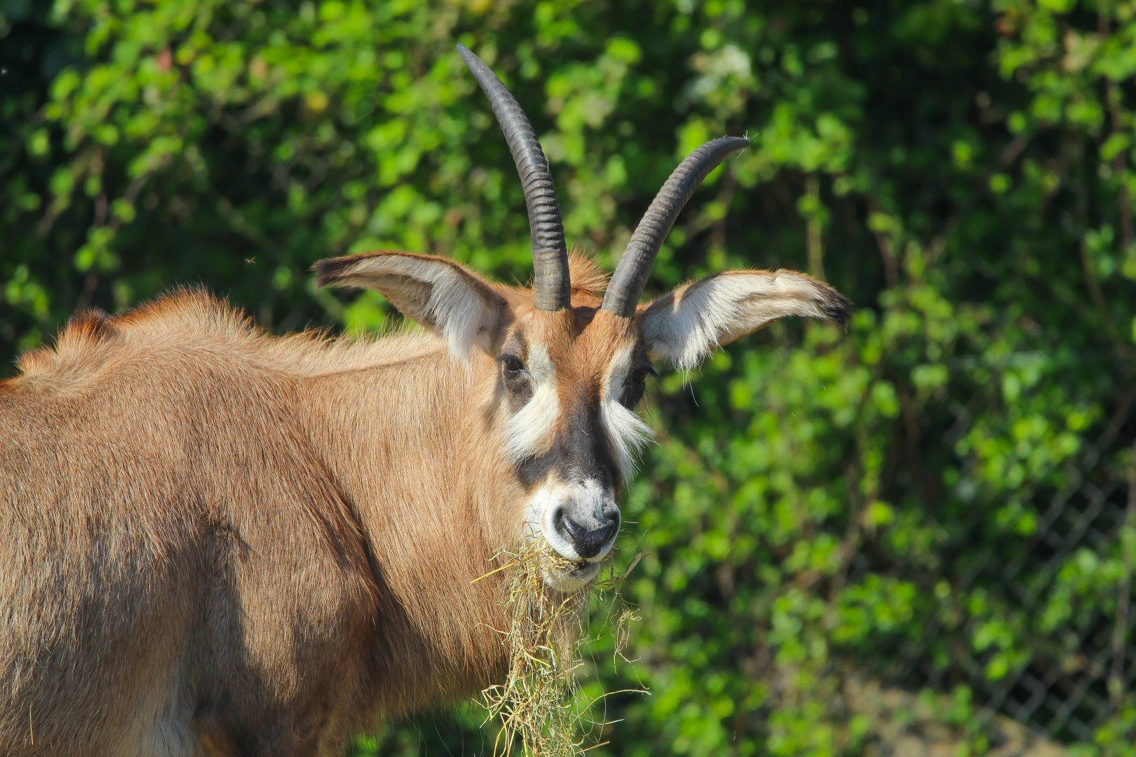 Female Roan Antelope- 29th April 2025