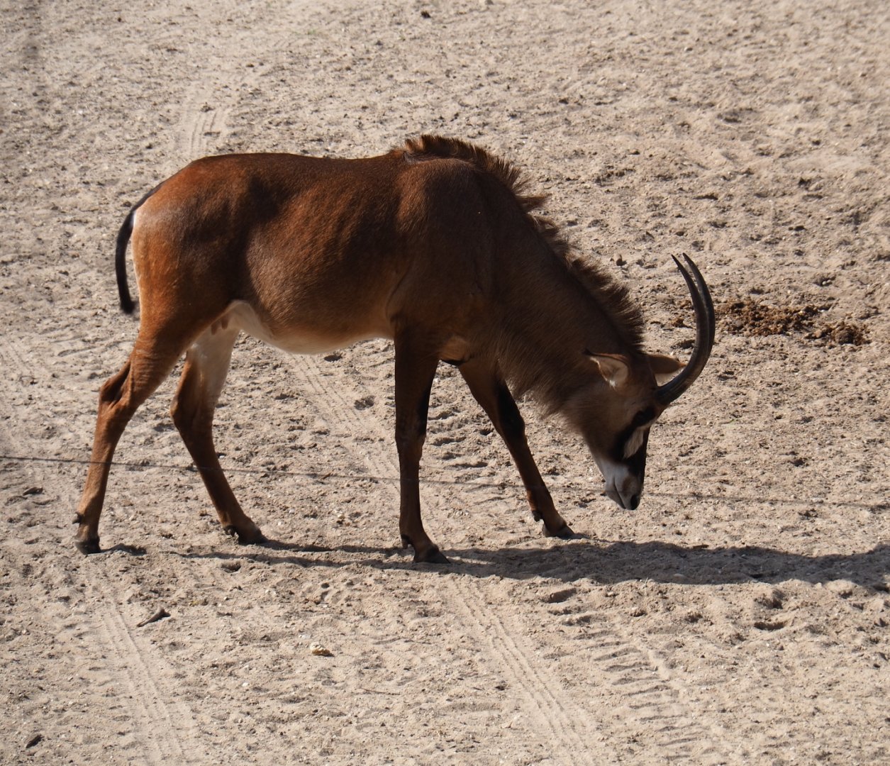 Female Roan antelope (Hippotragus equinus), Sep 16th, 2018