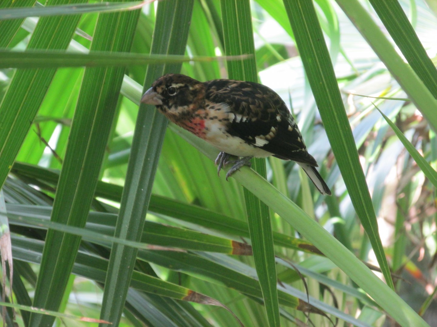 Female Rose breasted grosbeak in the Aviario