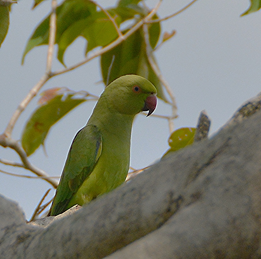Female rose-ringed parrot