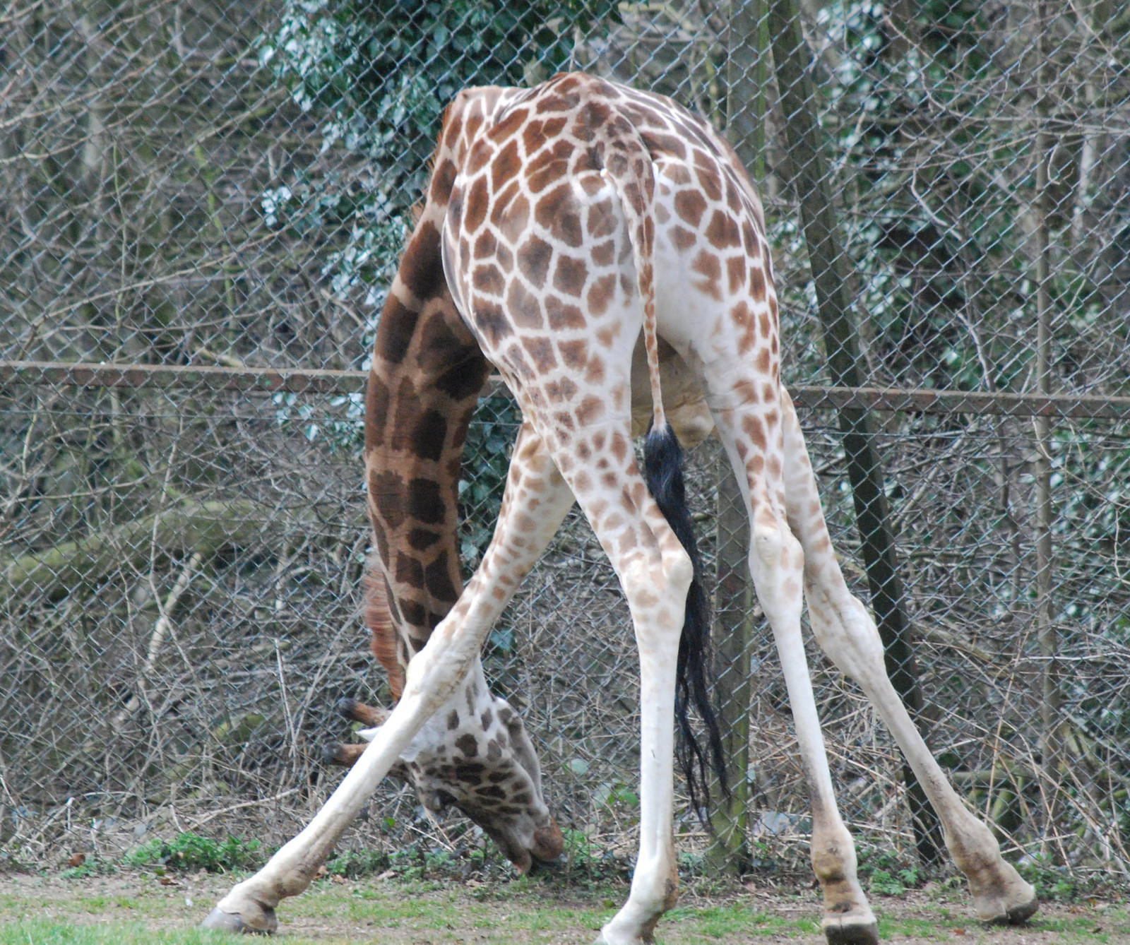 FEMALE ROTHCHILD'S GIRAFFE