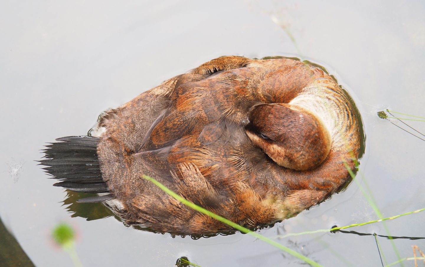 Female Ruddy duck (Oxyura jamaicensis), 2019-07-21