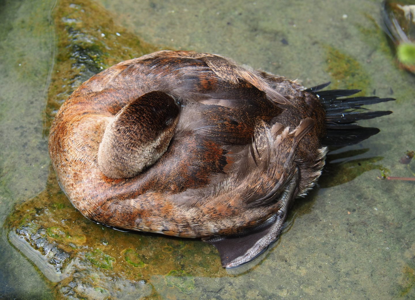 Female ruddy duck (Oxyura jamaicensis), 2019-07-21