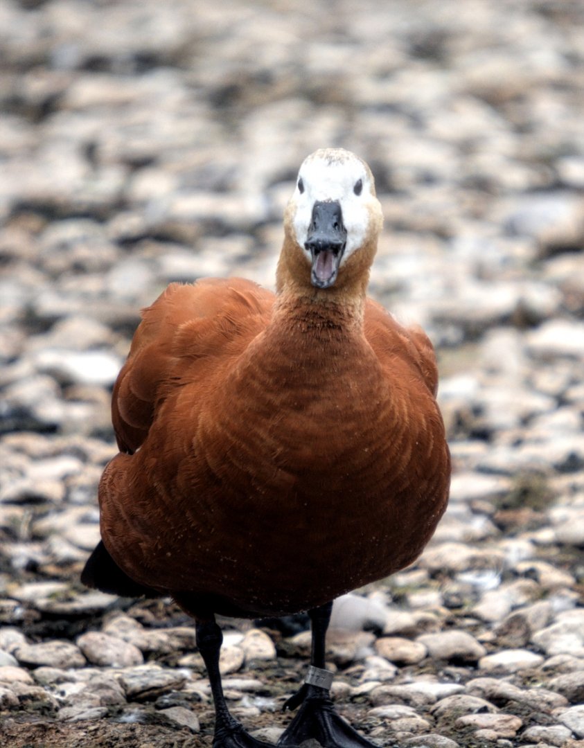 female ruddy shelduck