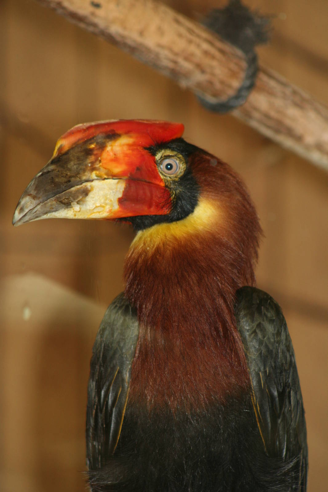 Female Rufous Hornbill @ Colchester, 24.10.2012