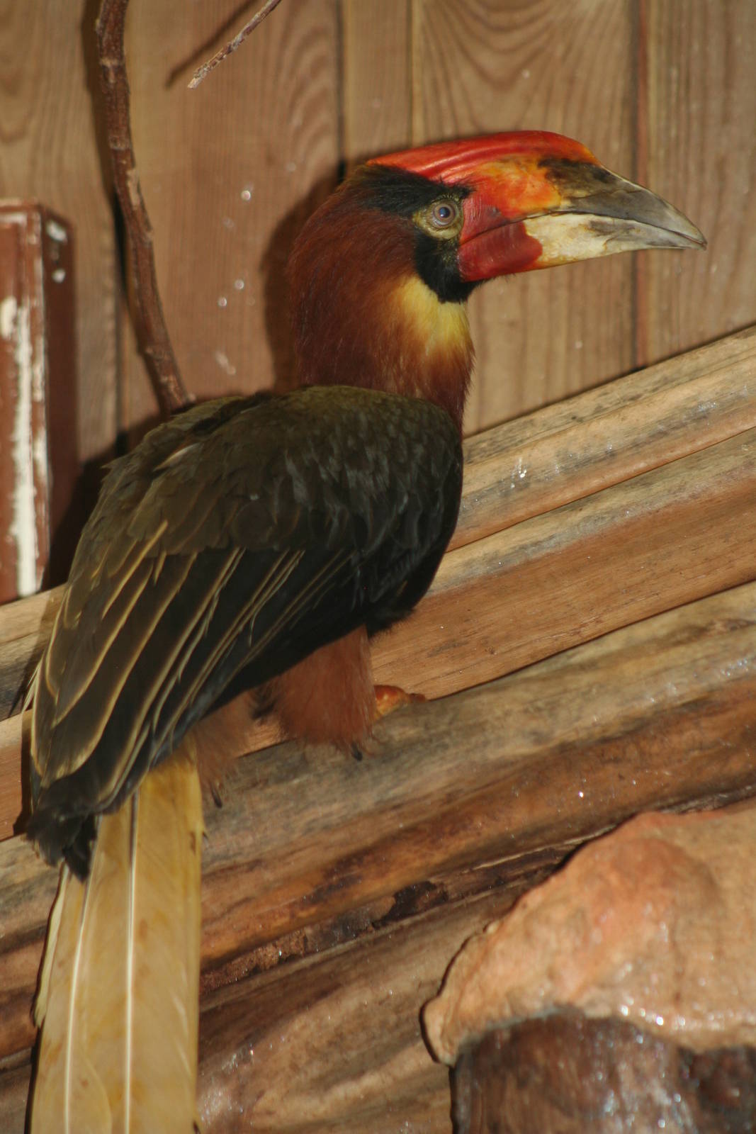 Female Rufous Hornbill @ Colchester, 24.10.2012
