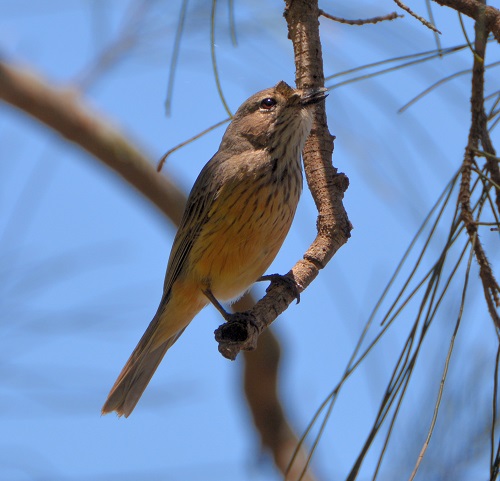 Female rufous whistler