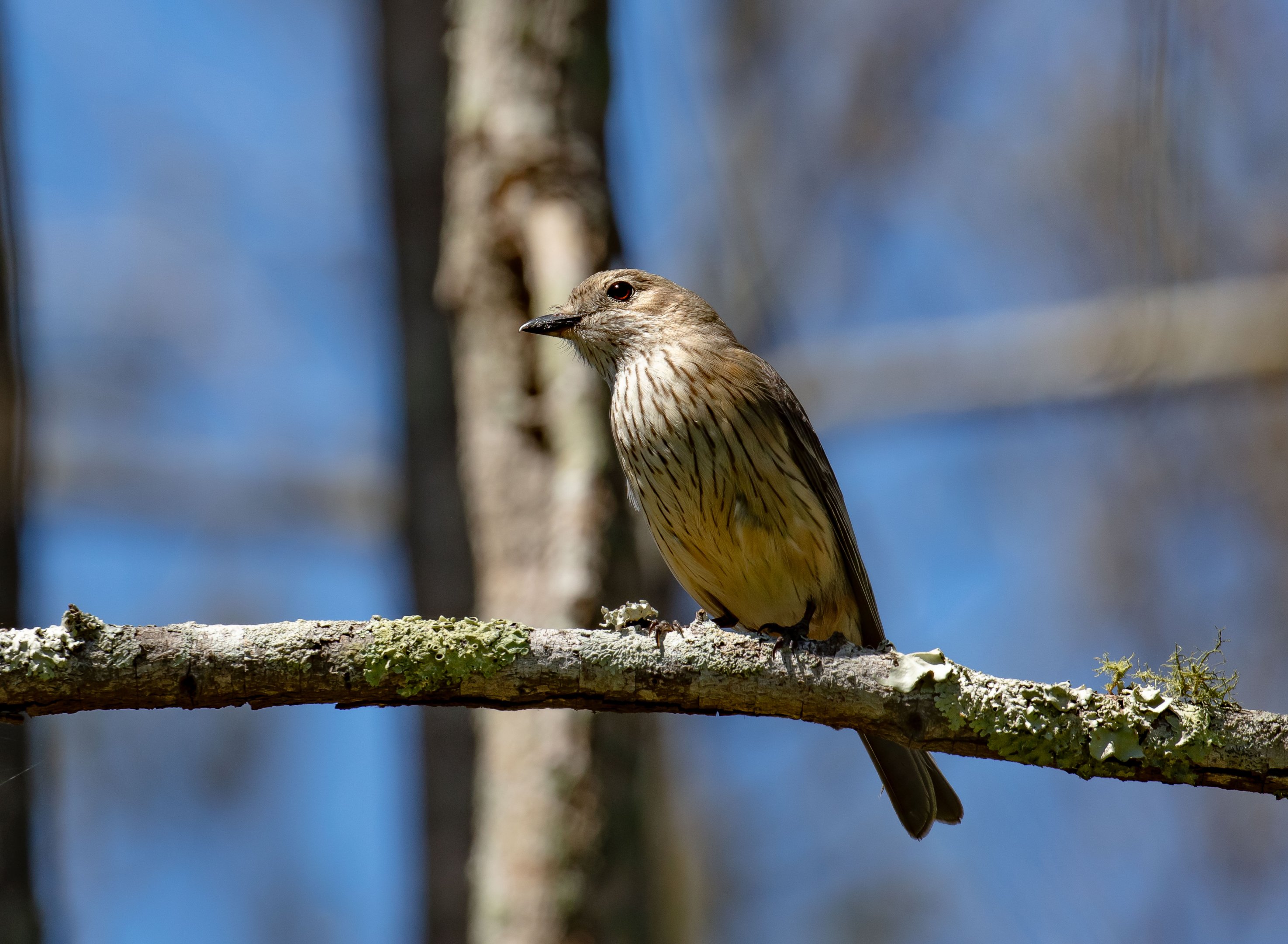 Female Rufous Whistler