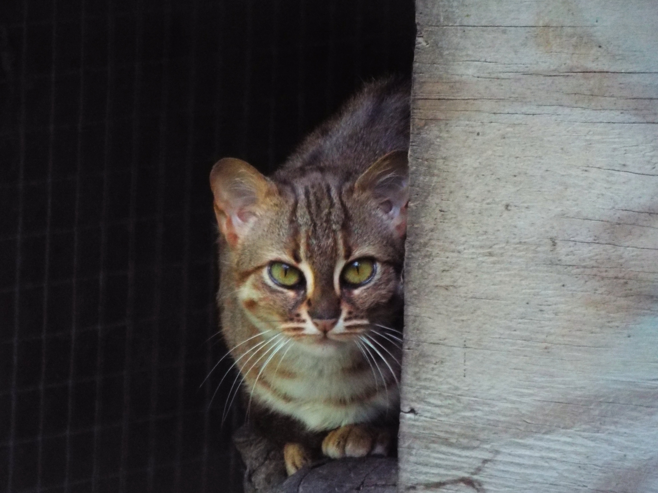 Female Rusty Spotted Cat Axe Valley