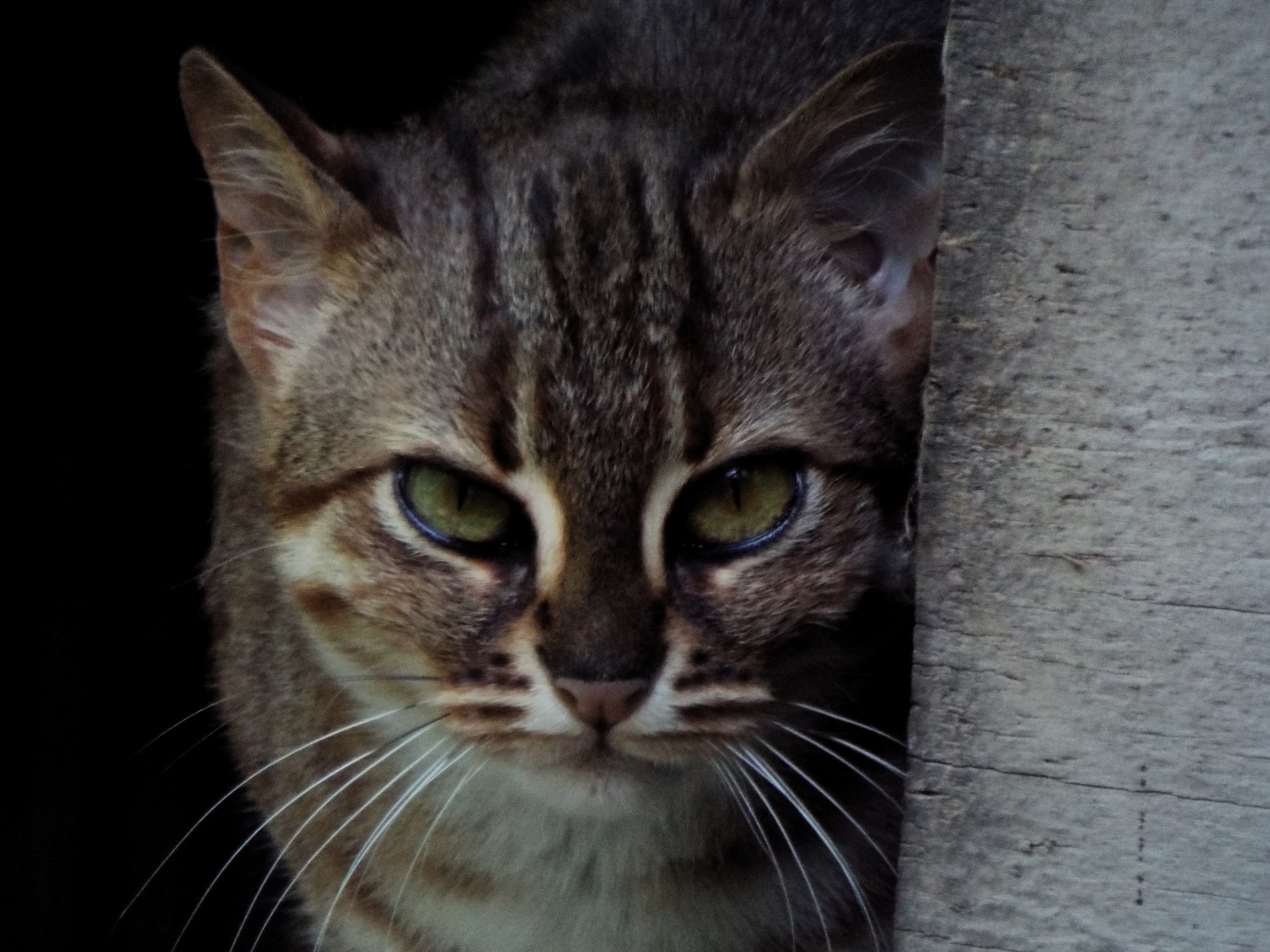 Female Rusty Spotted Cat Axe Valley