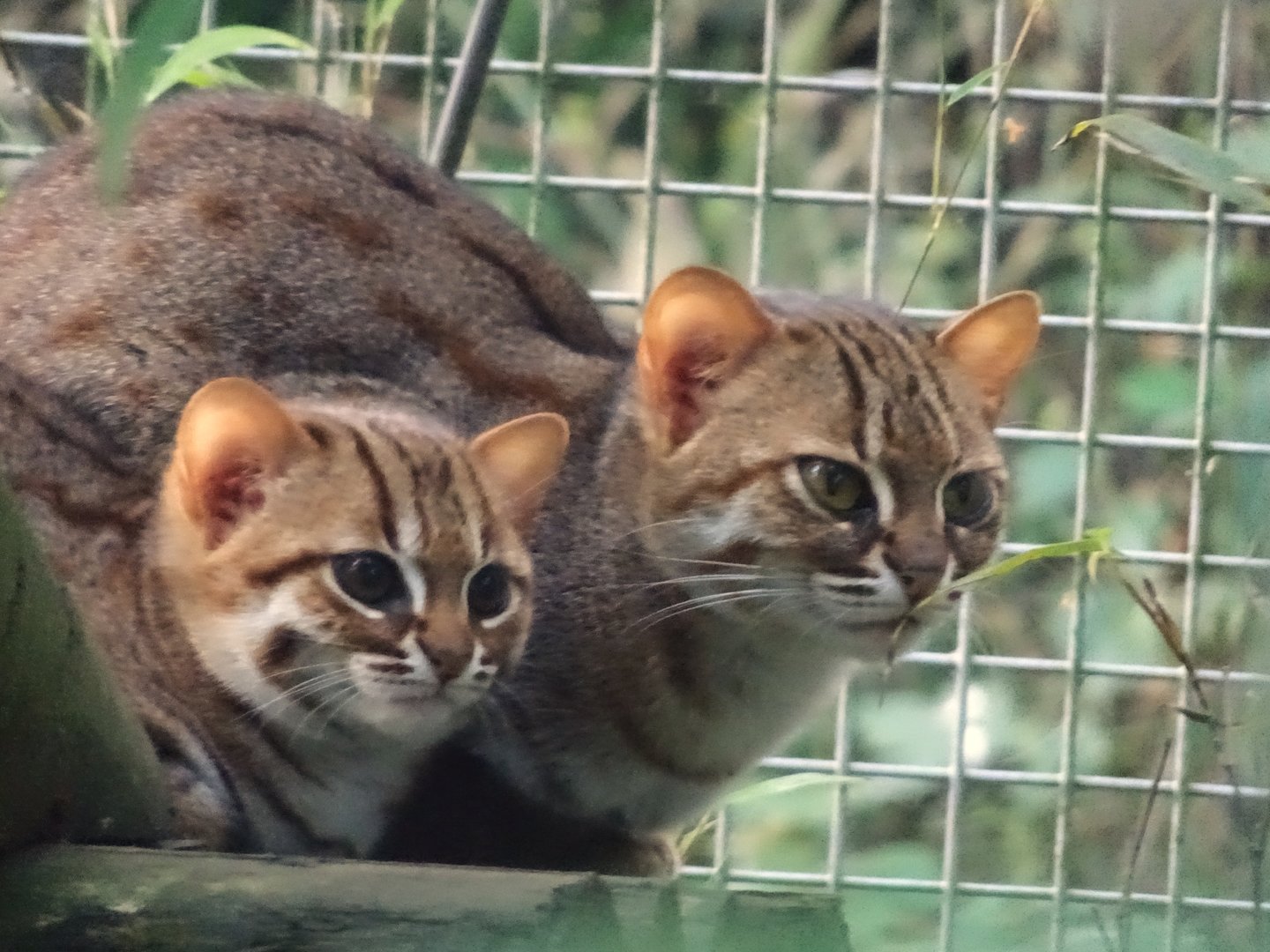 Female Rusty Spotted Cat with Kitten