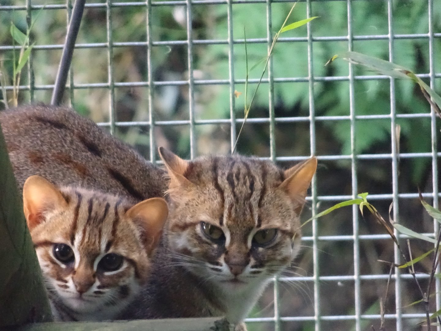 Female Rusty Spotted Cat with Kitten