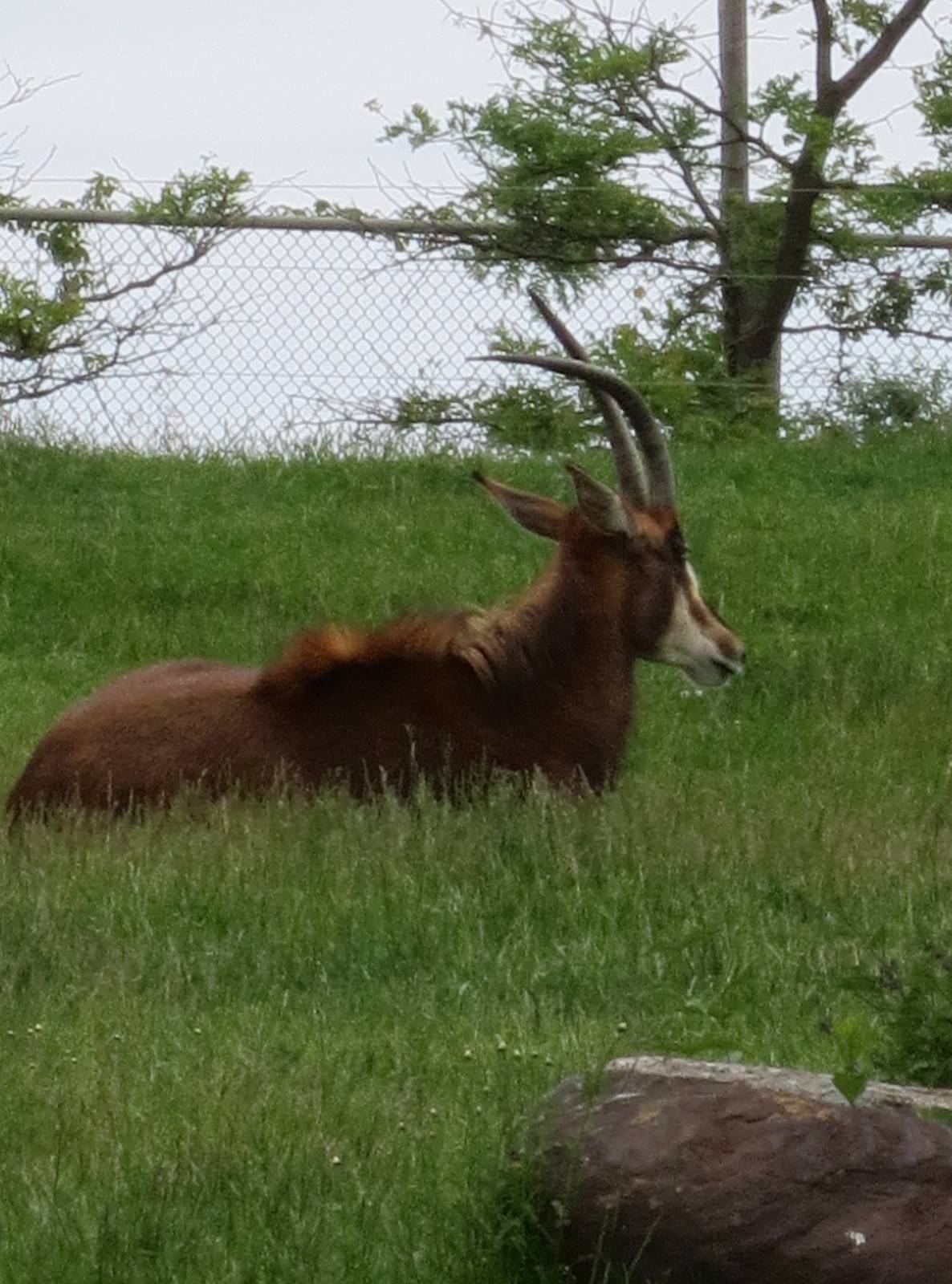 Female Sable Antelope