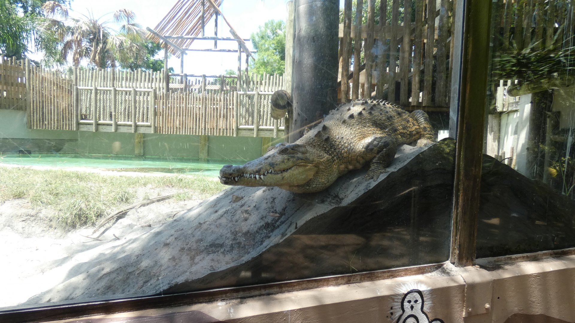 Female Saltwater Crocodile on her Nest, Australia: Realm of the Saltie - June 2022