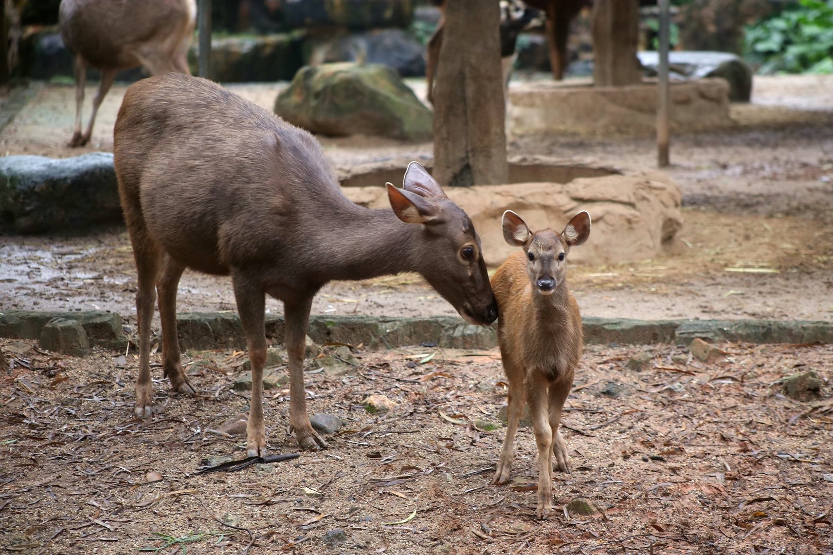 Female Sambar and Fawn