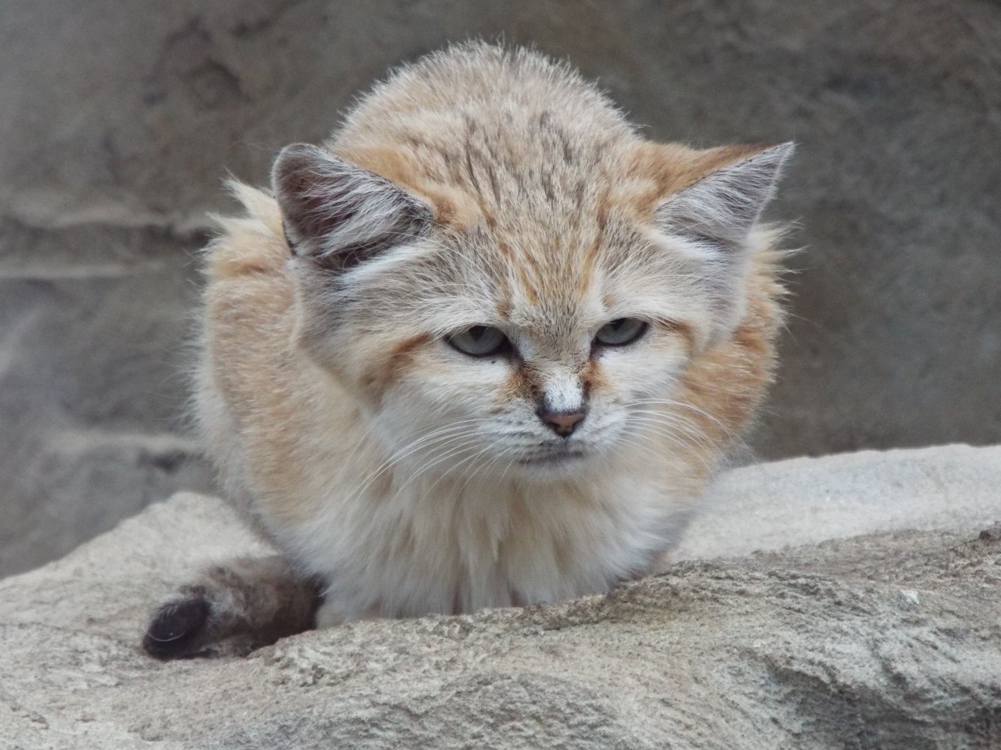 Female Sand Cat, Exmoor Zoo