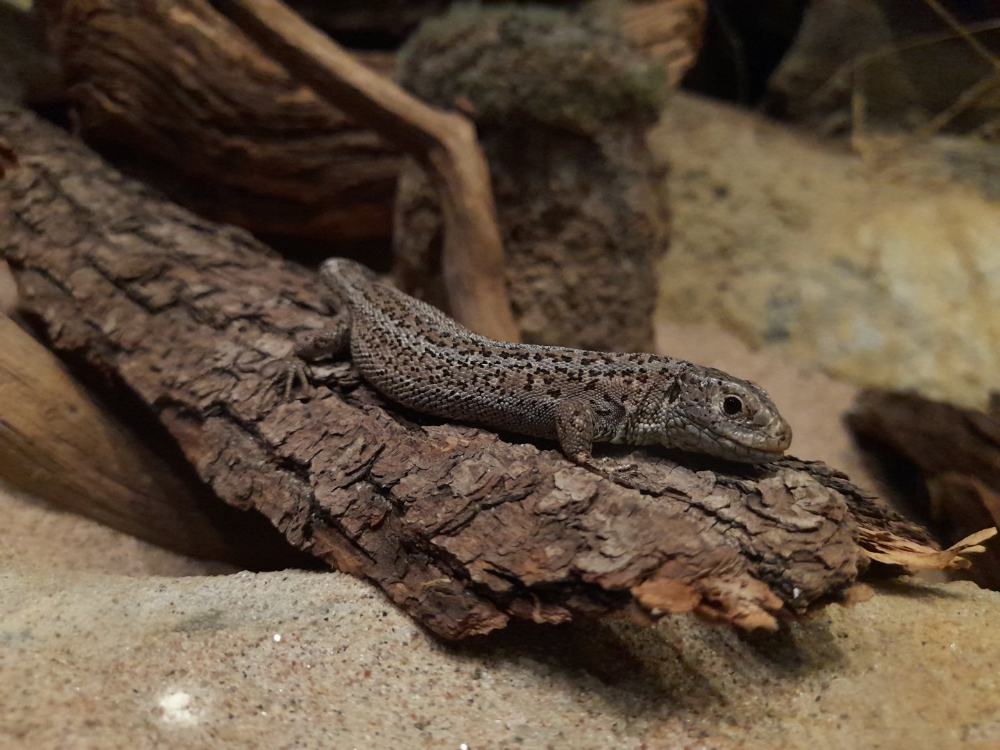 Female Sand lizard (Lazerta agilis)