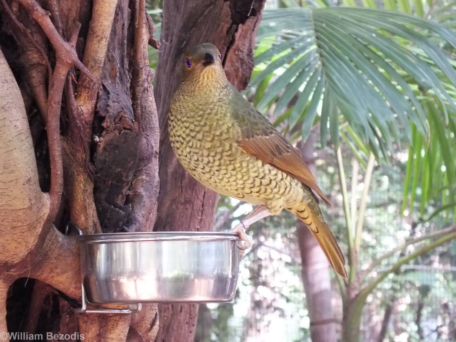 Female Satin Bowerbird in Walkthrough Aviary