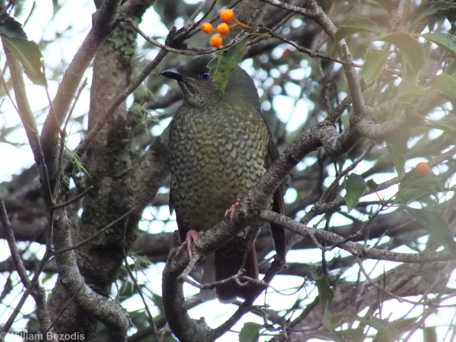 Female Satin Bowerbird - Lamington National Park