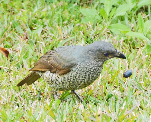 Female satin bowerbird