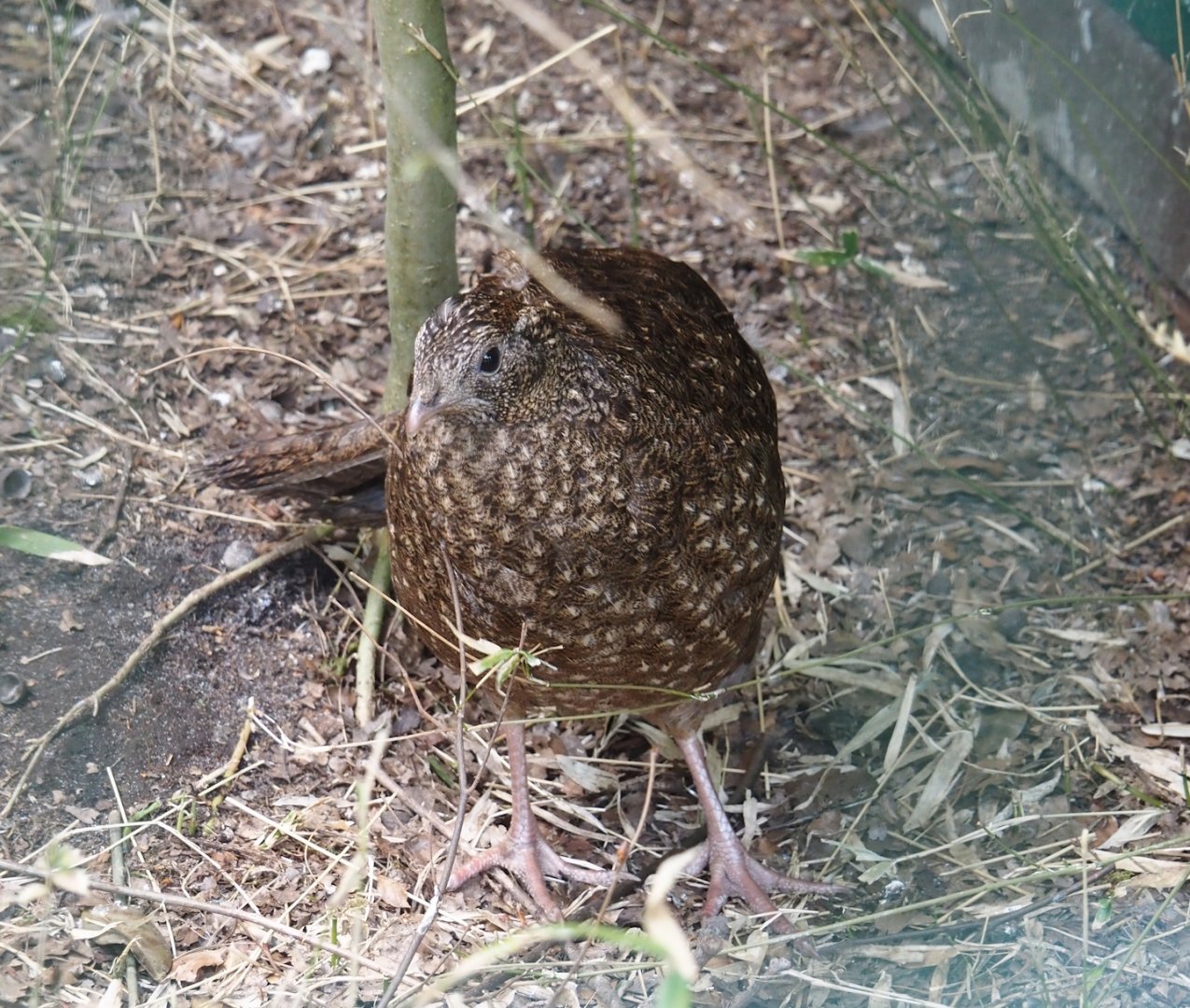 Female Satyr tragopan (Tragopan satyra), 2024-05-21