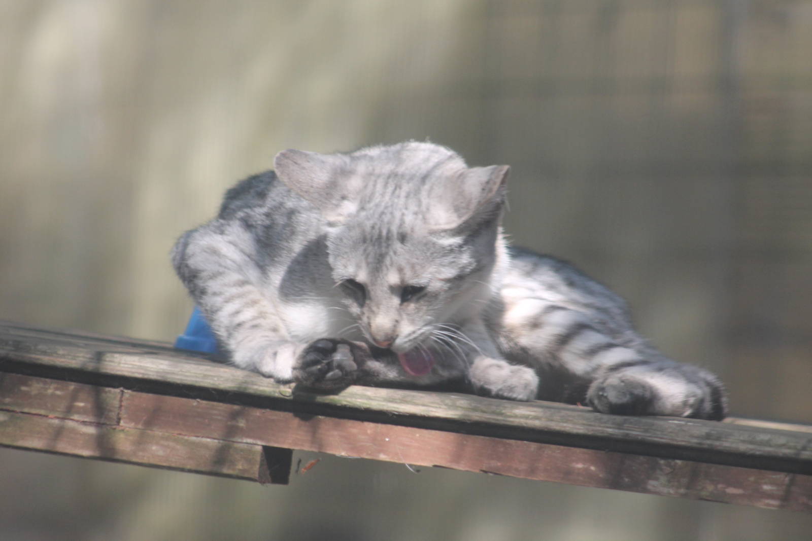 female Savannah Cat Gentleshaw 2013