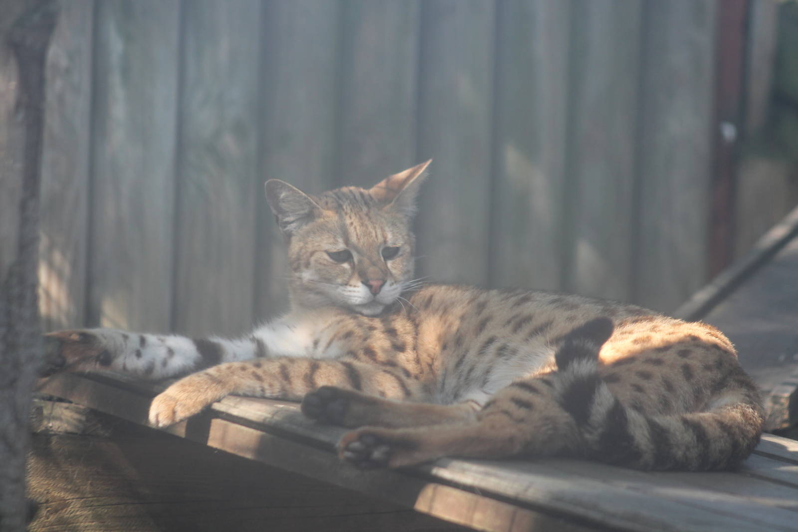 female Savannah Cat Gentleshaw 2013