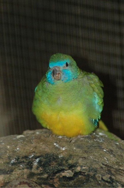 Female Scarlet-chested Parrot
