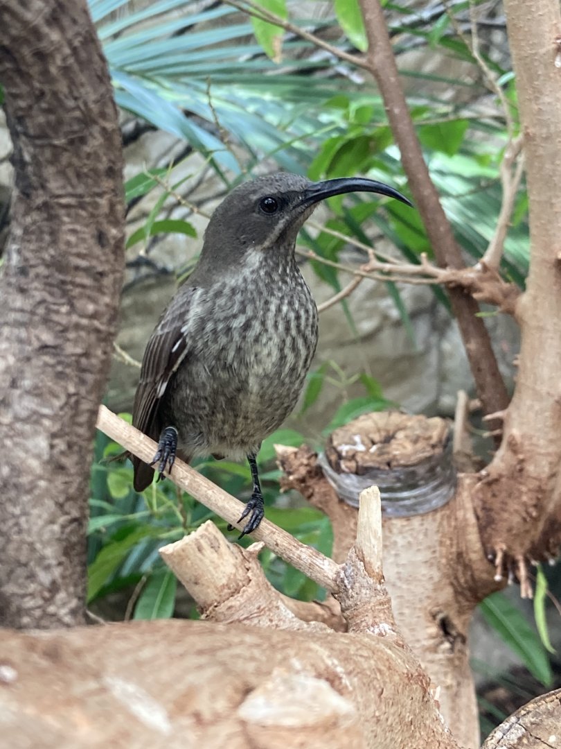Female Scarlet chested sunbird