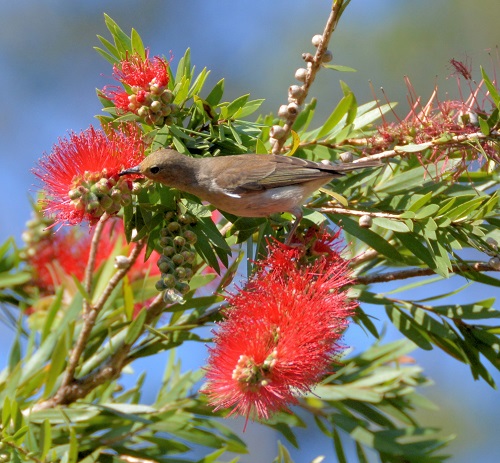 Female Scarlet honeyeater