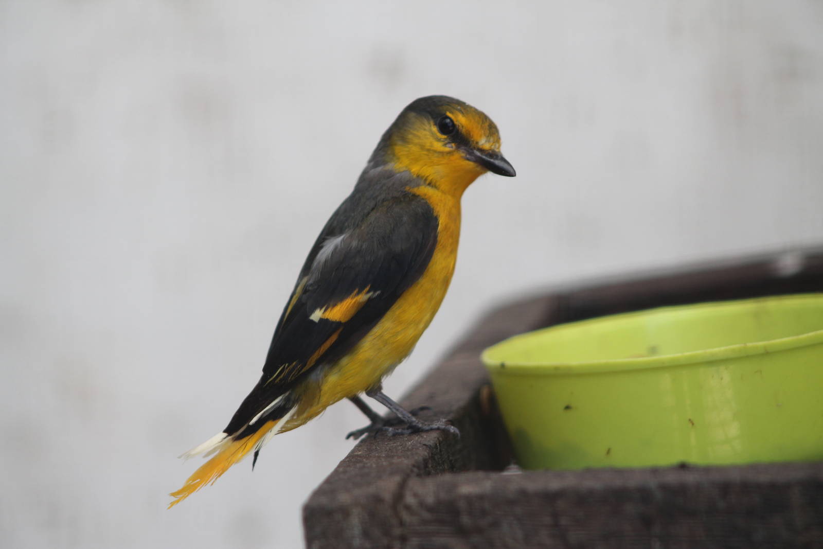 female scarlet minivet (Pericrocotus flammeus)