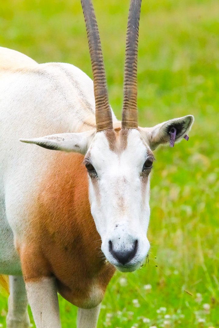 Female Scimitar Horned Oryx- 8th January 2024