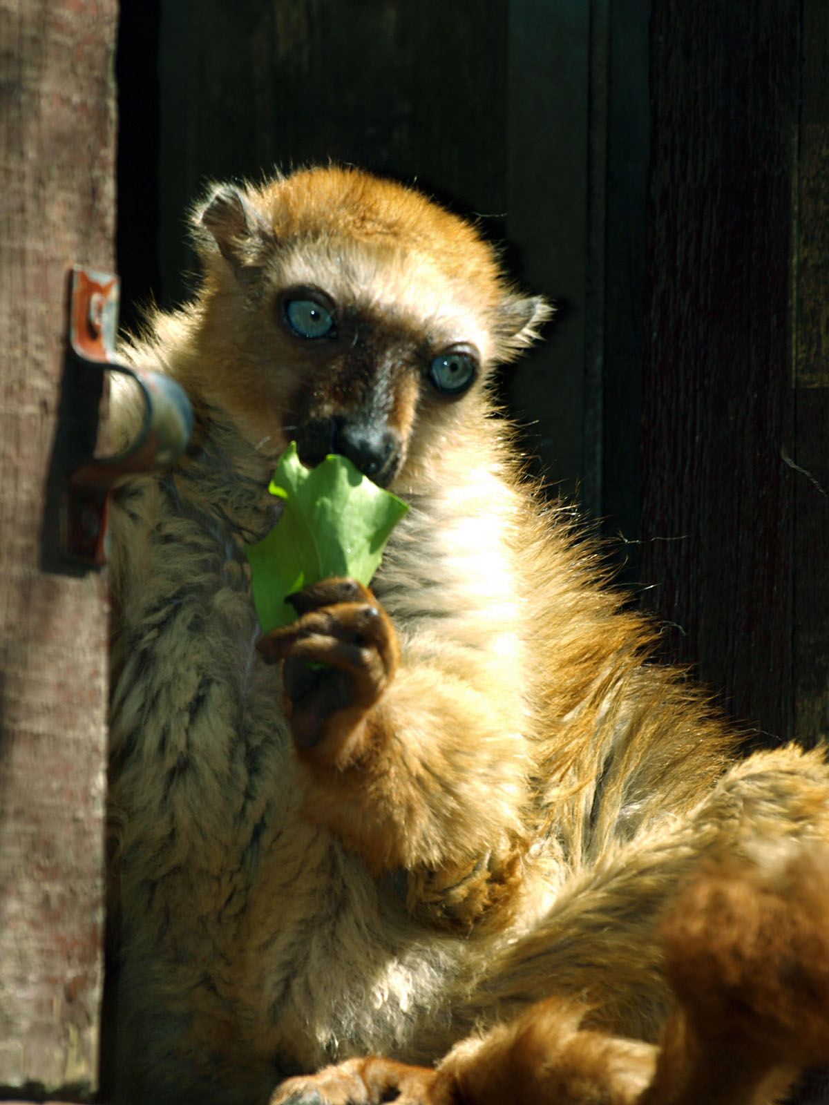 Female Sclater's lemur