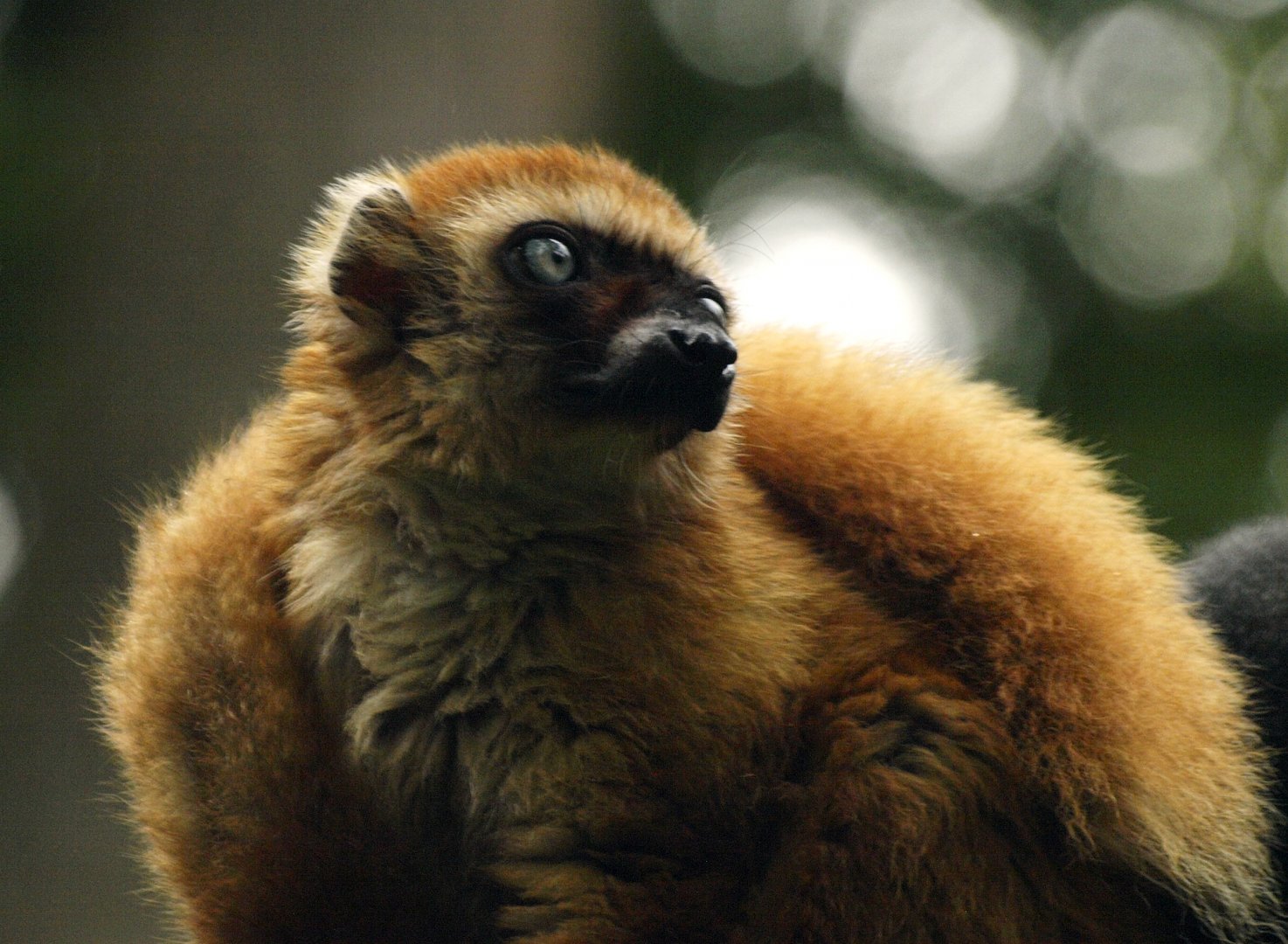 Female Sclater's lemur
