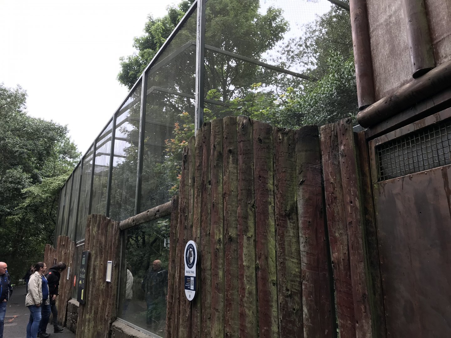 Female Scottish wildcat enclosure