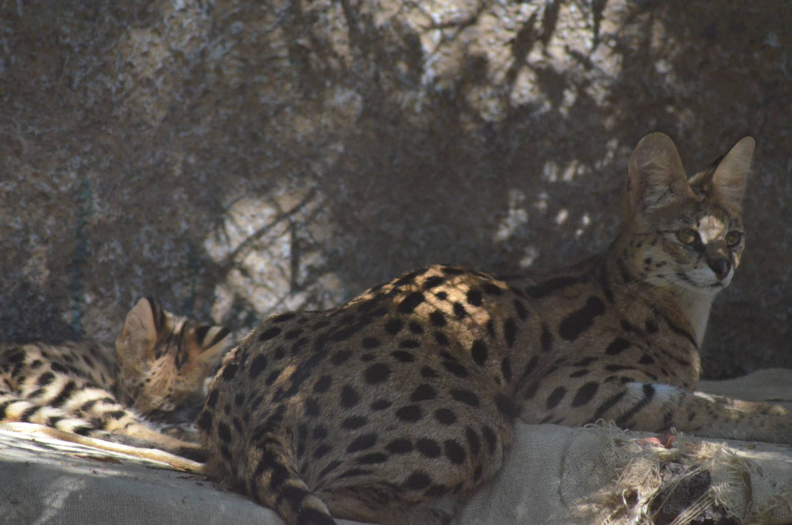Female Serval and Kitten