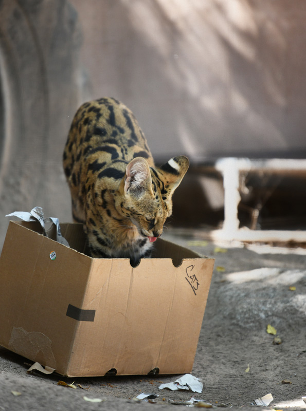 female serval with box enrichment