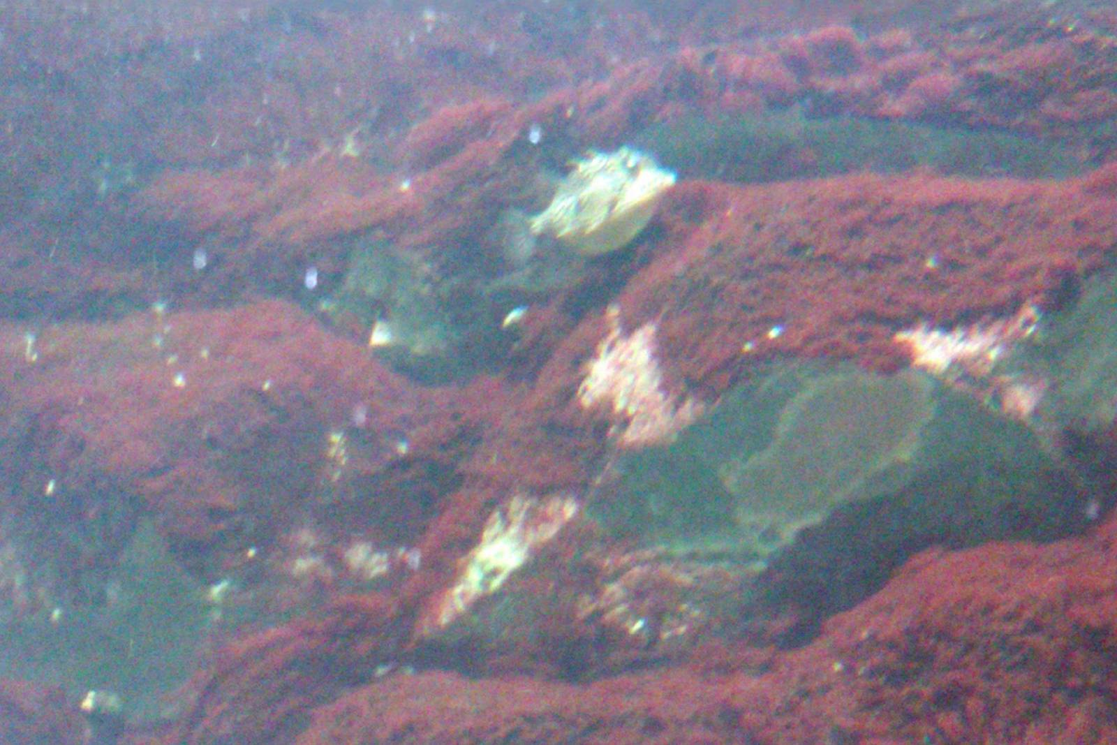 Female Shaw's Cowfish ( Arcana aurita )