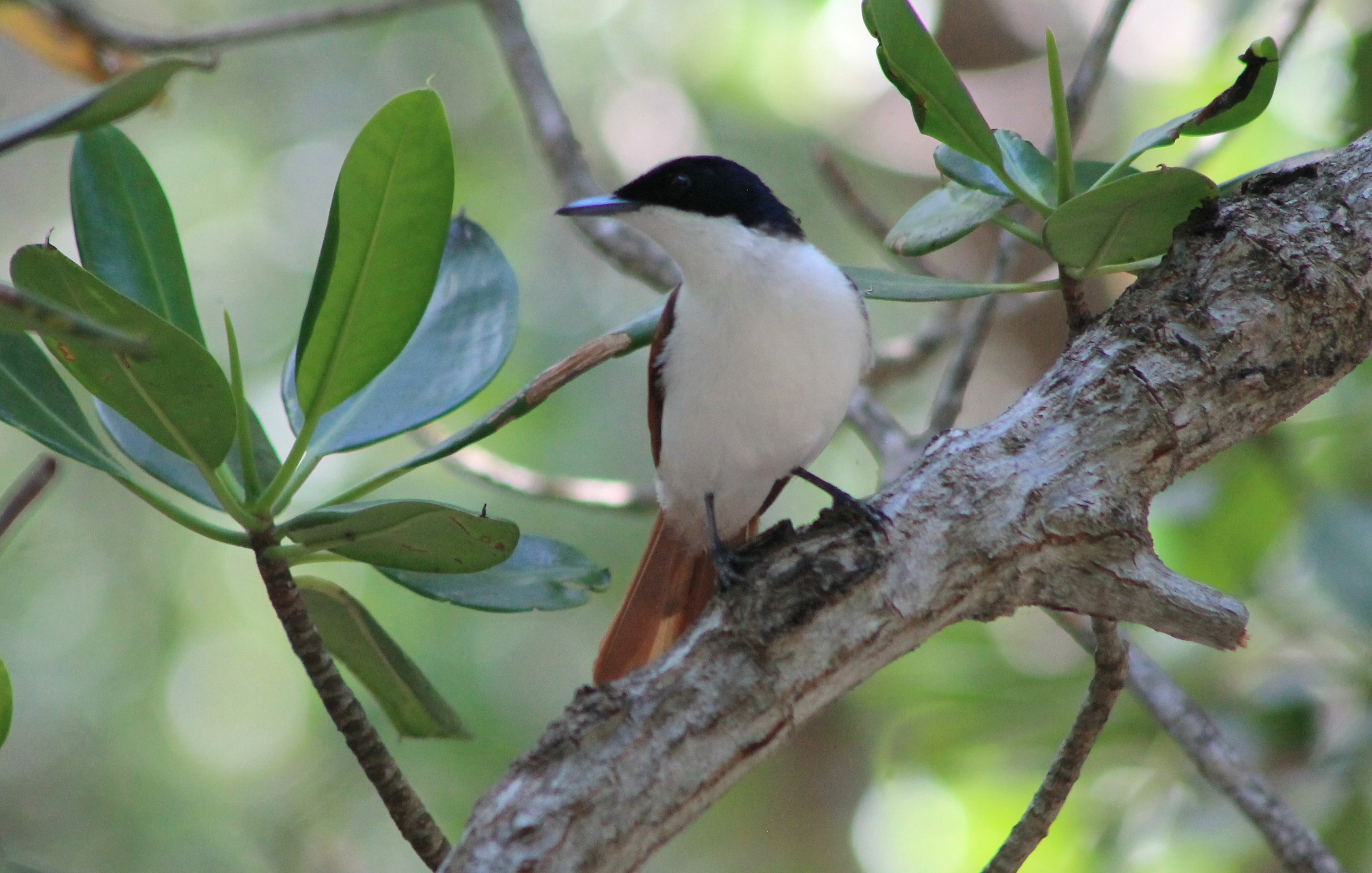 female Shining Flycatcher (Myiagra alecto)